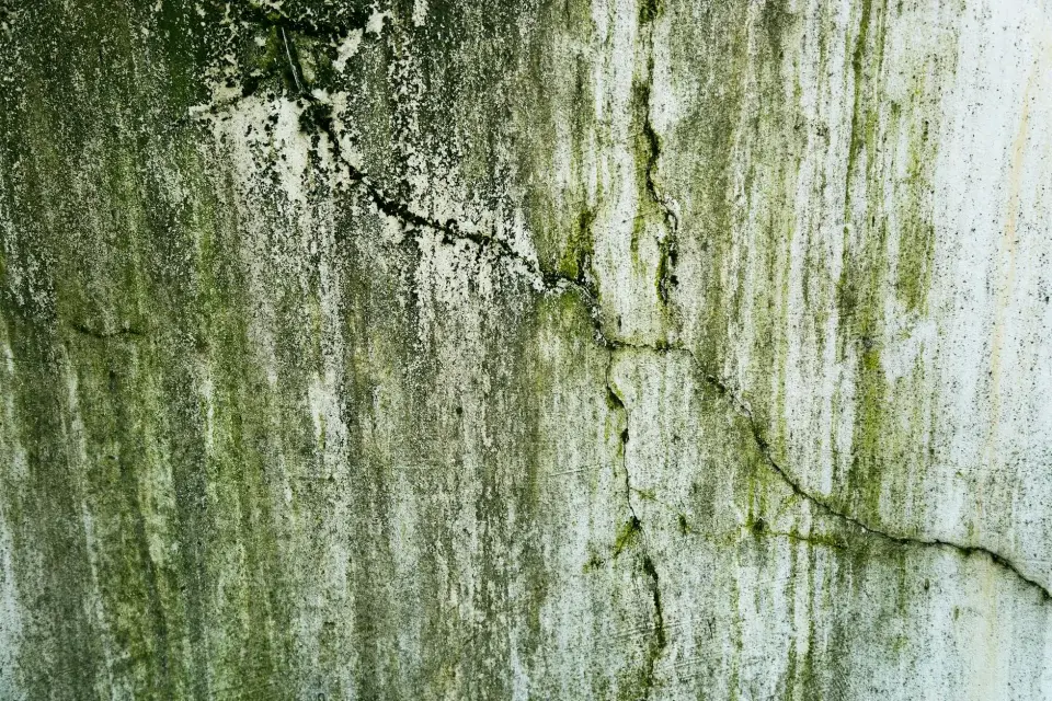 Our Story: Dedicated to a Mold-Free Manchester